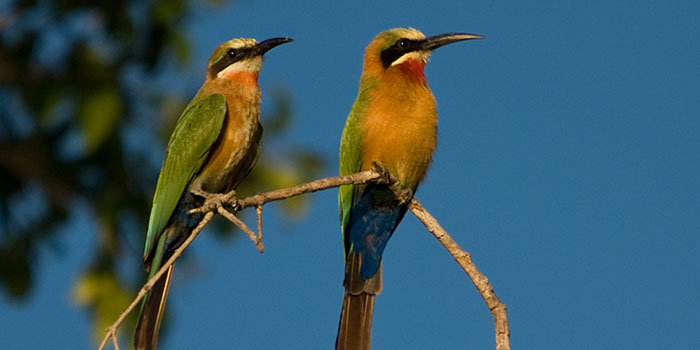 Birds in Kafue National Park